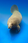 African Manatee in Captivity, Trichechus senegalensis, USA
