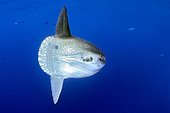 Ocean Sunfish, Mola mola, San Diego, California, USA