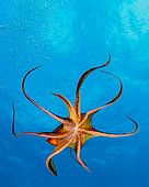 Day Octopus, Octopus cyanea, Kohala Coast, Big Island, Hawaii, USA
