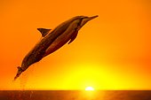 Spinner Dolphin, Stenella longirostris, Kona Coast, Big Island, Hawaii, USA