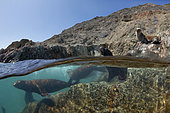 California Sea Lion, Zalophus californianus, San Benito Islands, Mexico