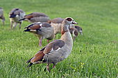 Egyptian Geese (Alopochen aegyptiaca) in a meadow, Nommay, Franche-Comté, France