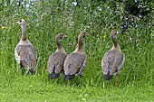 Egyptian Geese (Alopochen aegyptiaca) young in a meadow, Nommay, Franche-Comté, France