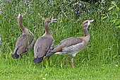 Egyptian Geese (Alopochen aegyptiaca) young in a meadow, Nommay, Franche-Comté, France