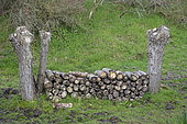 Cut of stacked Willow wood, Marquenterre park, Baie de Somme, France