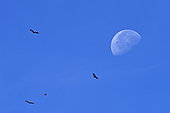 Griffon vulture (Gyps fulvus) on the moon, Causse Méjean, national park Cevennes, France