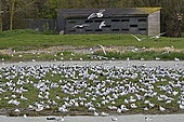 Observation watch and colony of Black-headed Gulls (Croicocephalus ridibundus) in breeding season, Somme bay Natural Reserve, France
