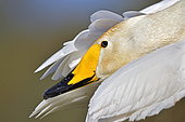 Whooper Swan (Cygnus cygnus), Marquenterre Ornithological Park, Somme Bay, France