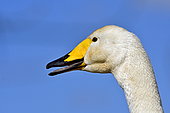 Whooper Swan (Cygnus cygnus), Marquenterre Ornithological Park, Somme Bay, France