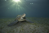 Green turtle (Chelonia mydas) feeding in seagrass of a Marsa of the Red Sea on the Egyptian coast.