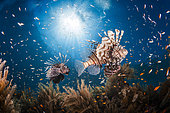 Lionfishes (Pterois sp.) swimming above the reef, Moheli, Co Moros