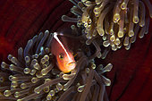 Poisson-clown mouffette (Amphiprion akallopisos) blotti dans les tentacules d'une anémone de mer, Mayotte