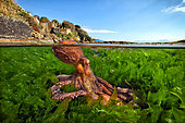 Common octopus (Octopus vulgaris) hunting among sea lettuce (Ulva lactuca), Tyrrhenian Sea, Marechiaro, Italy