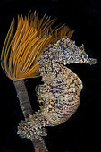 Mediterranean sea seahorse(Hippocampus hippocampus) on Spirograph (Sabella spallanzani), Mediterranean Sea