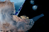 Jellyfish (Rhizostoma pulmo) with a crab (Liocarcinus vernalis), Gulf of Naples, Tyrrhenian Sea, Italia