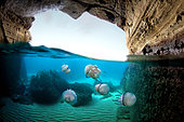 Jellyfish (Rhizostoma pulmo) concentrated at the entrance of a half submerged structure of the Roman era, Tyrrhenian Sea, Miseno, Napoli, Italy