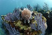 Gulf of California Crown-of-thorns starfish (Acanthaster ellisi) on reef, Sea of Cortez, La Paz, mexico