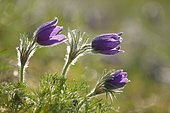 Pasque flower (Pulsatila vulgaris), Ottange, Lorraine, France