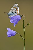 Common Blue (Polyommatus icarus) on Harebell (Campanula rotundifolia), Ottange, Lorraine, France