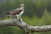 Osprey (Pandion haliaetus) eating a fish on a branch, Scotland, United Kingdom