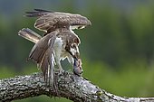 Osprey (Pandion haliaetus) eating a fish on a branch, Scotland, United Kingdom