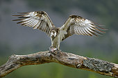 Osprey (Pandion haliaetus) eating a fish on a branch, Scotland, United Kingdom