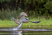 Osprey (Pandion haliaetus) capturing a fish, Scotland, United Kingdom