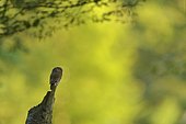 Pygmy owl (Glaucidium passerinum) adult perched, Vosges, France