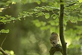 Chevêchette d'Europe (Glaucidium passerinum) adulte perché sur un conifère, Vosges, France
