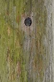 Pygmy Owl (Glaucidium passerinum) Young showing at the hole of the nesting cavity, Vosges, France