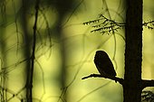 Chevêchette d'Europe (Glaucidium passerinum) adulte perché sur un conifère, Silhouette en ombre chinoise, Vosges, France