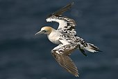 Northern Gannet (Sula bassana) Adult in intermediate plumage in lateral flight, Troup Head, Scotland, United Kingdom