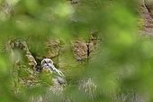 Eagle Owl (Bubo bubo) young on cliff, Luxembourg