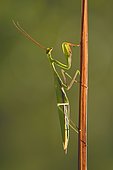Praying Mantis (Mantis religiosa) male on the lookout on a stem, limestone lawn, Arnaville, Lorraine, France