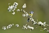 Blue Tit (Parus caeruleus) in spring on a flowering shrub, Lorraine, France