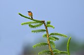 Common Redstart (Phoenicurus phoenicurus), Male with spruce (Picea sp), Lorraine, France