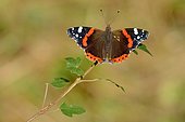 Red Admiral (Vanessa atalanta) on a twig, Lorraine, France