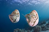 Palau Nautiluses (Nautilus belauensis), Palau, Oceania