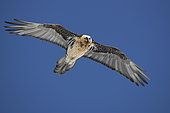 Lammergeier (Gypaetus barbatus) in flight, Valais Alps, Switzerland