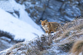 Red fox (Vulpes vulpes) in an alpine slope during a january morning, 1800 meters altitude, Haute-Savoie, Alps, France