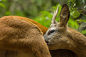 Young male European Roe deer (Capreolus capreolus) making his toilet in forest, Alps, France