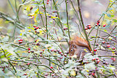Red squirrel (Sciurus vulgaris) eating in a wild roses bush (Rosa sp), Göteborg, Sweden