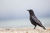 Carrion crow (Corvus corone) on a beach of the lake of Geneva, Lausanne, Switzerland