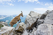 Alpine Ibex (Capra ibex) female in the rocks at the top of « la Tournette », with Bornes mountains, Haute-Savoie, Alpes, France