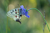 Spider carrying its prey on an apollos’s (Parnassius apollo) wing, Alps, France.