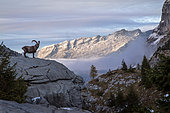 Alpine ibex (capra ibex) in his montane environment at the sunset, Haute-Savoie, Alps, France