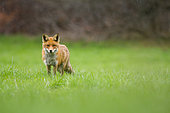 Red fox (Vulpes vulpes) in a field in april, under the flakes, Haute-Savoie, France