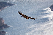 Griffon vulture (Gyps fulvus) flying over Oliana’s lake, Catalonia, Spain