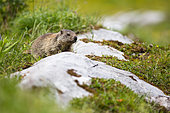 Young Alpine marmot (marmota marmota) in a humid montane grassland in jully, Haute-Savoie, Alps, France