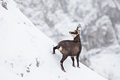 Alpine Chamois (Ruprica ruprica) on a snowy slope in Jura mountains, Switzerland
